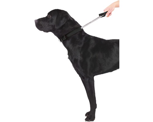 Schwarzer Hund mit Halsband und Leine