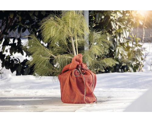 Kiefer Setzling im Jutesack für den Garten