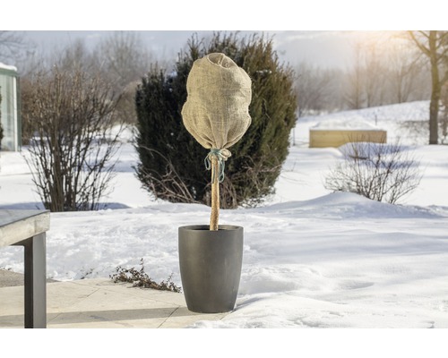 Eingepflanzter Baum mit Winterschutz im Schnee