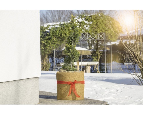 Im Garten steht eine Zypresse im Topf mit Schleife.