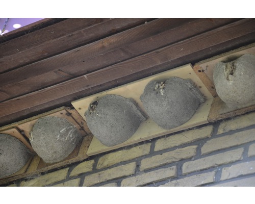 Reihen von Schwalbennestern unter einem Dachvorsprung an einer Ziegelwand
