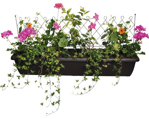 Blumenkasten mit Rankgitter und verschiedenen Pflanzen