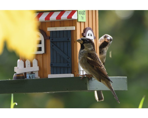 Spatz auf einem dekorativen Vogelhaus im Garten.