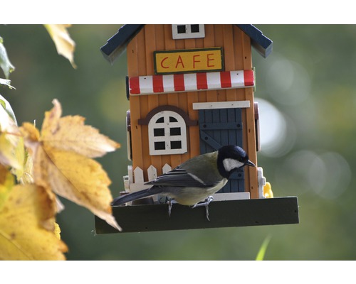 Kohlmeise auf einem Futterhaus in Caféhausoptik