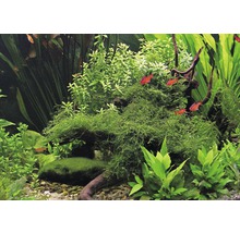 Aquarium mit Wasserpflanzen und Fischen