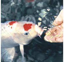 Koi wird mit Fischfutter gefüttert