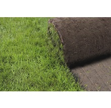 Rollrasen Premium-Rasen Bestellmenge 50 - 99 m² tagesfrisch geschält-thumb-12 Rollrasen Premium-Rasen Bestellmenge 50 - 99 m² tagesfrisch geschält-thumb-12