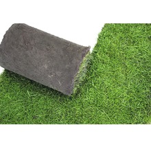 Rollrasen Premium-Rasen Bestellmenge 50 - 99 m² tagesfrisch geschält-thumb-3 Rollrasen Premium-Rasen Bestellmenge 50 - 99 m² tagesfrisch geschält-thumb-3