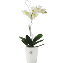 Weiße Orchidee im Topf mit Rankhilfe