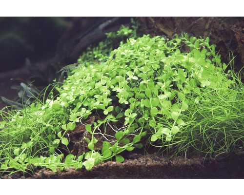 Aquariumpflanzen Bewuchs auf Stein