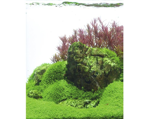 Aquarium mit Steinen, Moos und Wasserpflanzen