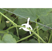 Pflanzenklammer zur Befestigung an Rankhilfen