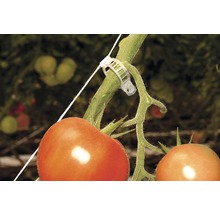 Tomatenpflanze mit Pflanzenklammer zur Befestigung am Seil