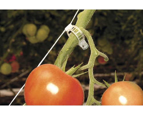 Tomatenpflanze mit Pflanzenklammer zur Befestigung am Seil