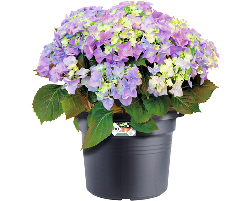 Hortensie im schwarzen Pflanztopf