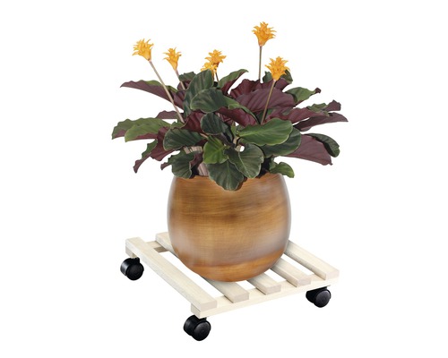 Blühende Zimmerpflanze in einem Topf auf einem Pflanzenroller