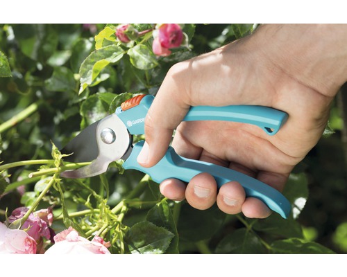 Gartenarbeit mit einer Gartenschere: Zweige werden geschnitten