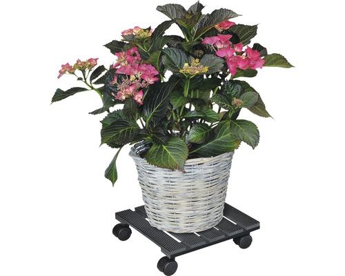 Hydrangea in Korb auf Pflanzenroller