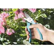 Gartenschere schneidet Rosenzweig