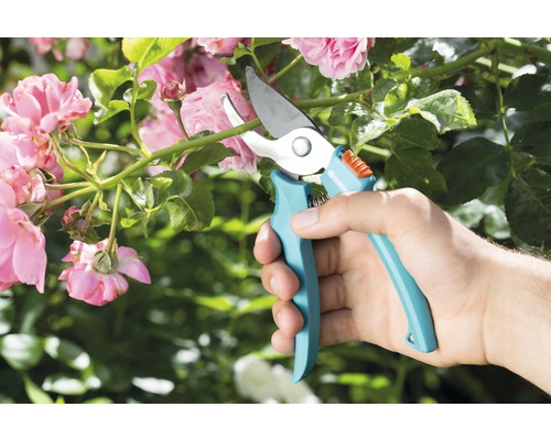 Gartenschere schneidet Rosenzweig