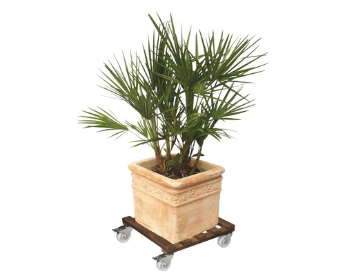 Pflanze im Topf auf einem Pflanzenroller