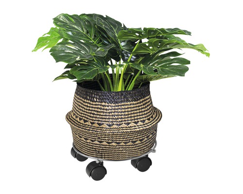 Monstera-Pflanze in einem Korb-Pflanzgefäß mit Rollen