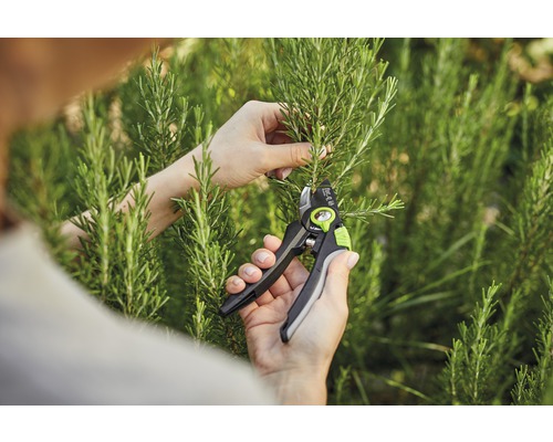 Gartenschere im Einsatz beim Schneiden von Rosmarin