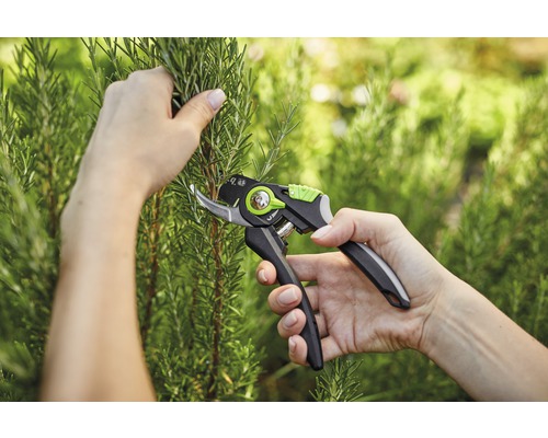Eine Person schneidet mit einer Gartenschere einen Rosmarinstrauch.