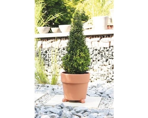 Kegelförmiger Buchsbaum in einem Pflanzgefäß auf einem Kiesweg