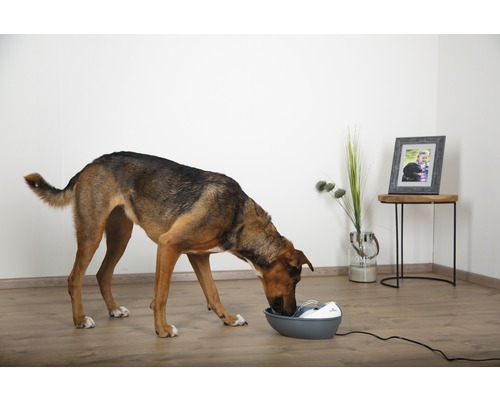 Ein Hund trinkt aus einem Trinkbrunnen für Haustiere in einem hellen Raum.