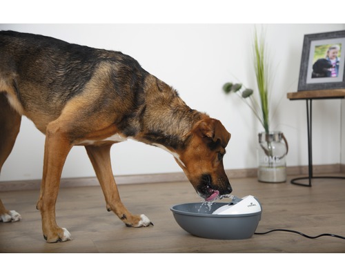 Ein Hund trinkt aus einem grauen und weißen Trinkbrunnen für Haustiere