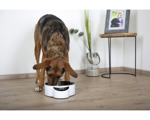 Hund frisst aus einem weißen Futterautomaten mit Edelstahlschale