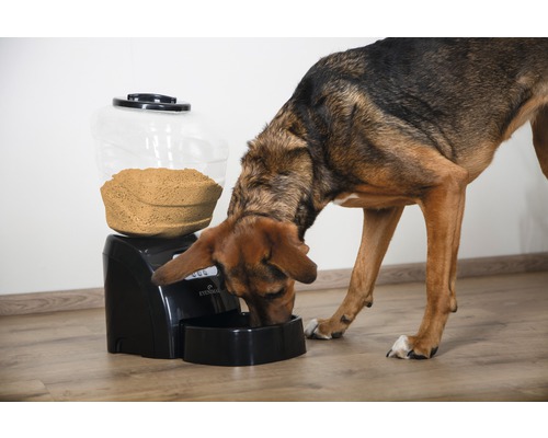 Ein Hund frisst aus einem schwarzen Futterautomaten mit durchsichtigem Behälter