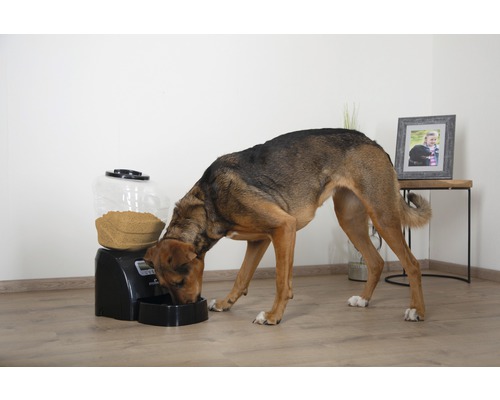 Hund frisst aus einem automatischen Futterspender