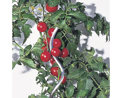 Tomatenpflanze mit Tomaten an einer Rankhilfe