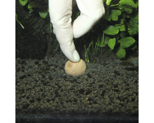 Düngekugel wird in Aquariumsubstrat gedrückt