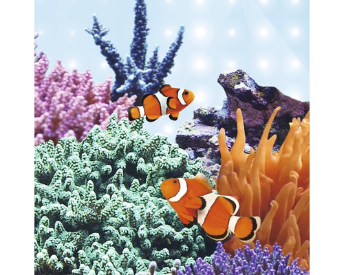 Zwei Clownfische schwimmen in einem Aquarium zwischen Korallen.