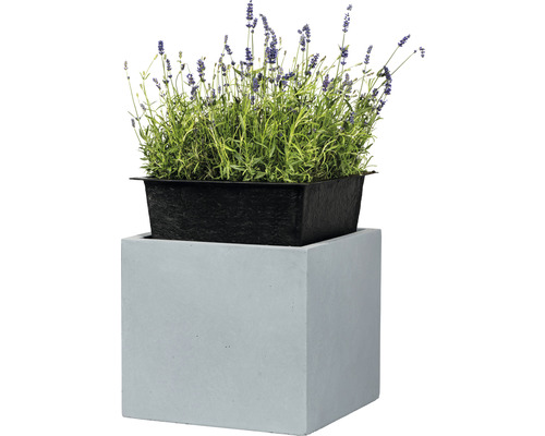 Lavendel in einem schwarzen Pflanzgefäß auf einem grauen, würfelförmigen Sockel.