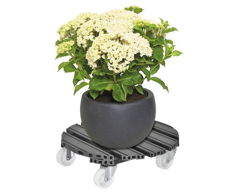 Hortensie in einem Topf auf einem Pflanzenroller mit Rädern