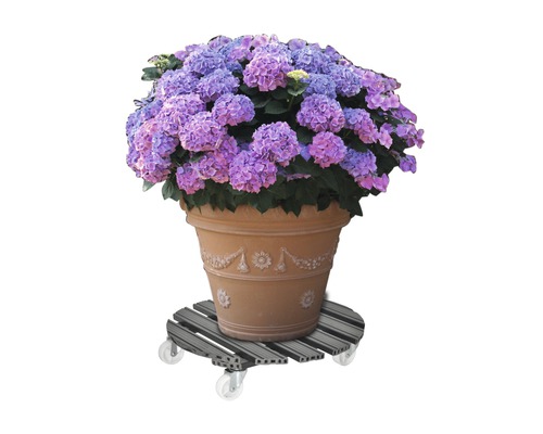 Hortensie in einem Topf auf einem Pflanzenroller