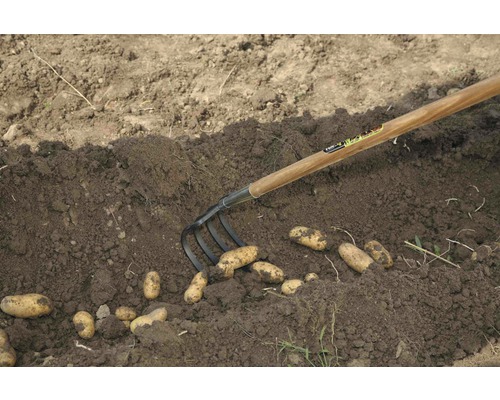Kartoffelernte mit einer Grabegabel