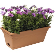 Blumenkasten mit lila Gänseblümchen