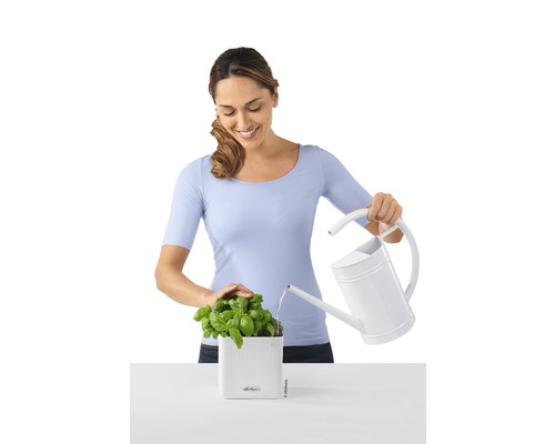 Frau gießt Basilikum in einem Pflanzgefäß mit einer Gießkanne