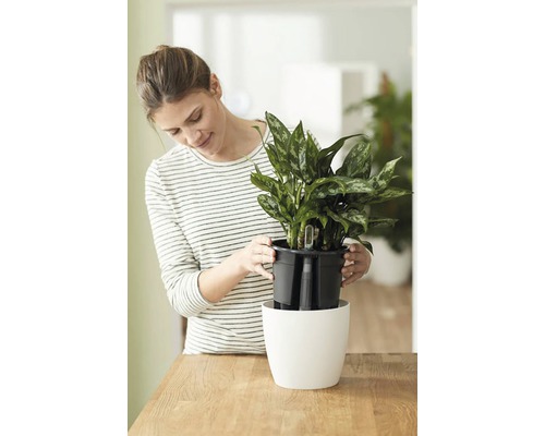 Frau setzt Zimmerpflanze in einen weißen Blumentopf mit Bewässerungssystem.
