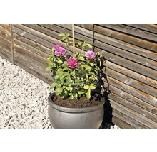 Rose in einem Topf mit Rankhilfe vor Holzwand
