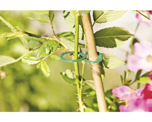 Pflanze mit Pflanzenclips an einem Bambusstab befestigt