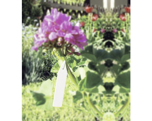 Blume mit Etikett im Garten