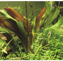 Aquariumpflanze mit langen Blättern im Aquarium