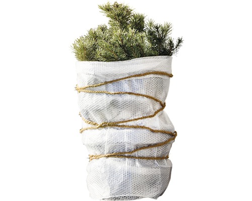 Eingepflanzte Zirbelkiefer im Topf mit Juteband