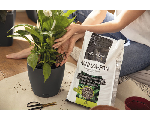 Frau pflanzt Zimmerpflanze mit Lechuza Pon in Pflanzgefäß